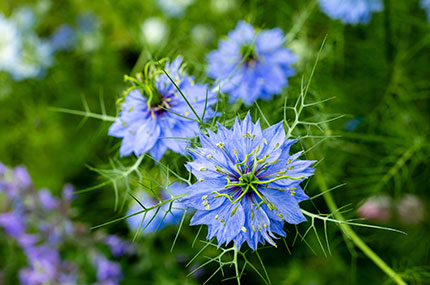 Nigella sativa - die Gewürzpflanze Schwarzkümmel
