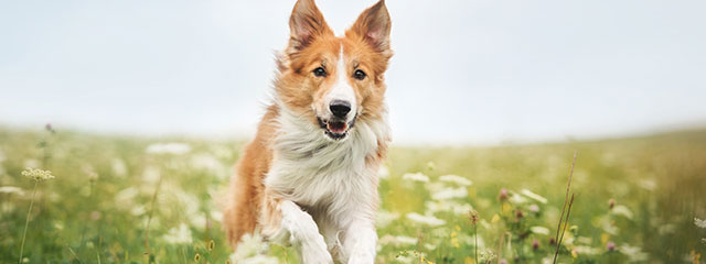 Ernährung für den Hund