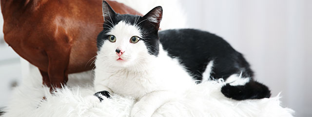 Fellpflege für die Katze