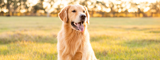 Fellpflege bei langhaarigen Hunden