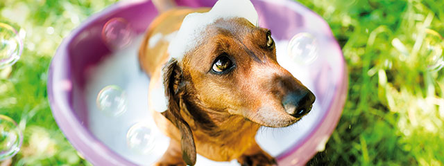 Hunde waschen