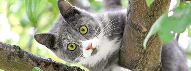 Immunsystem der Katze stärken