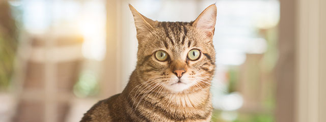 Katzen gesunde Ernährung