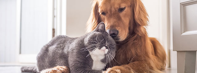 Katzengesundheit