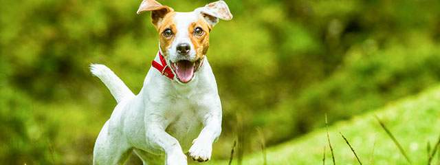 Probiotika für den Hund