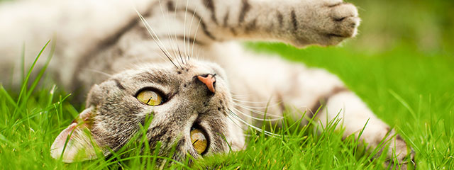 Probiotika für Katzen