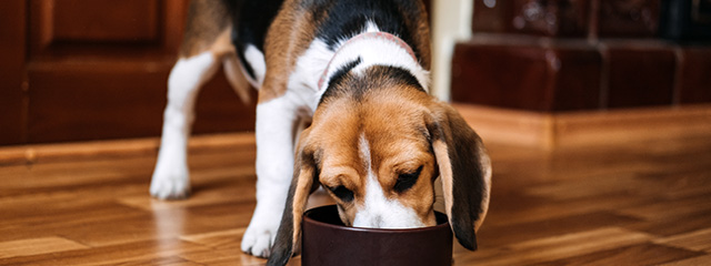 Ernährung für den Hund