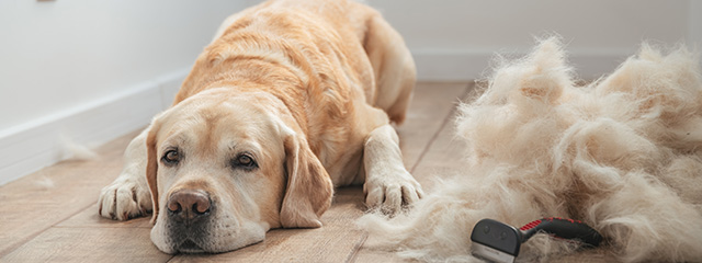 Fellpflege bei langhaarigen Hunden