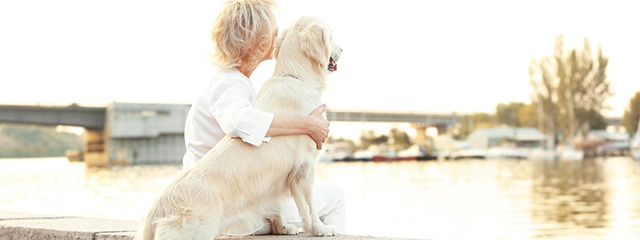 Grünlippmuschel für Hunde