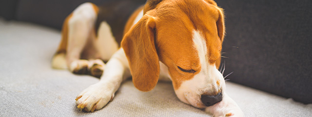 Reizüberflutung beim Hund