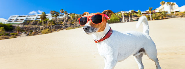 Reizüberflutung beim Hund