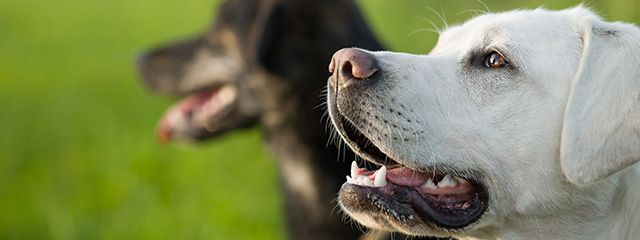 Zahnpflege beim Hund