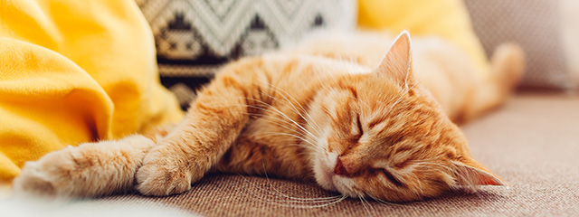 Immunsystem der Katze stärken