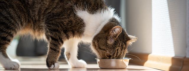 Katzen gesunde Ernährung