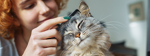 Fellpflege für die Katze