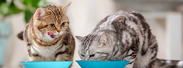 Vitamine für Katzen