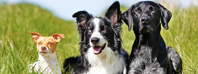 Parasiten, Zecken und Floehe beim Hund