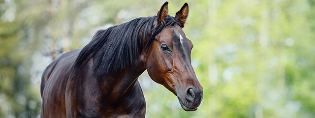 Selenmangel beim Pferd