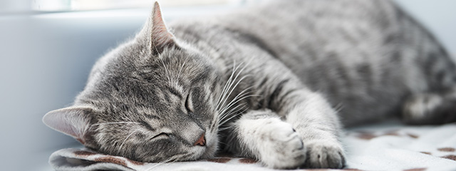 Probiotika für die Katze