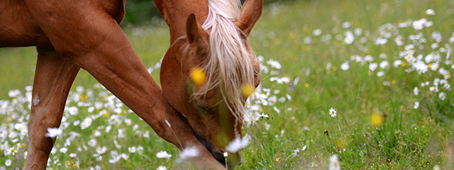 Sommerekzem beim Pferd