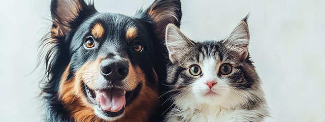 Vitamine für Katzen