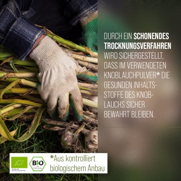 Knoblauch-Kapseln 500 mg 180 Kapseln