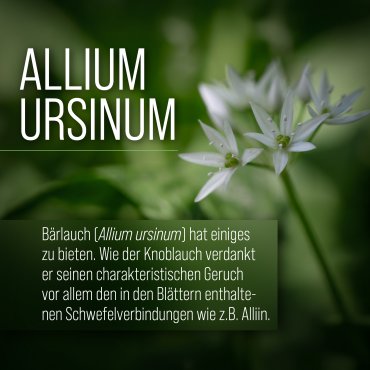 B&auml;rlauch-Kapseln 240 Kapseln