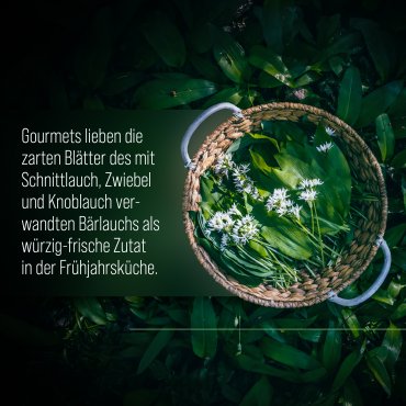 B&auml;rlauch-Kapseln 240 Kapseln