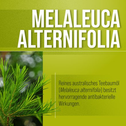 Teebaumöl-Salbe 100 ml