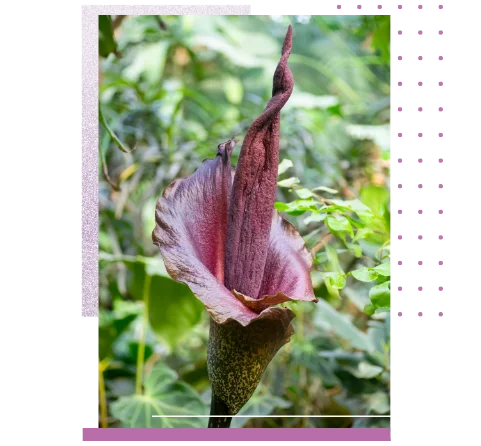 Blütenstand der Teufelszunge