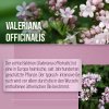 Baldrian-Melisse-Nerven-Kapseln 240 Kapseln