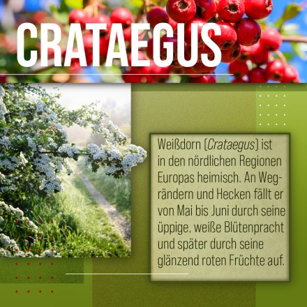 Weißdorn-Kapseln 240 Kapseln