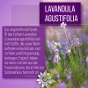 Lavendel-Nerven-Kapseln 120 Kapseln