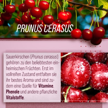 Bio-Sauerkirsch-Vitalsaft