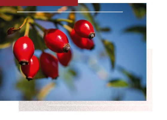 Hagebutten am Strauch