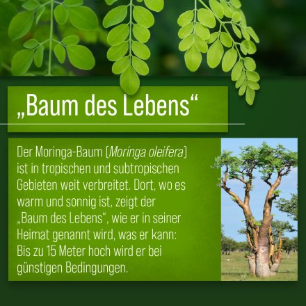 Moringa-Kapseln 500 mg 240 Kapseln