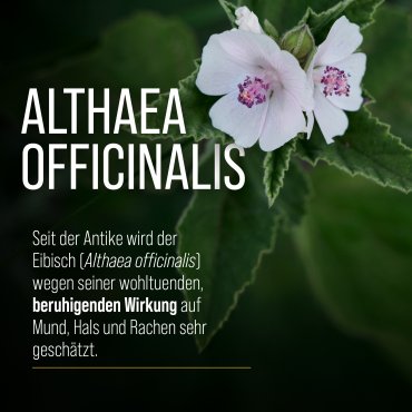 Eibisch Hals- und Hustenpastillen 90 St&uuml;ck