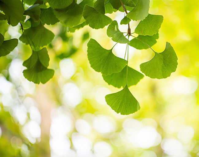 Ginkgo-Blätter in Nahaufnahme.