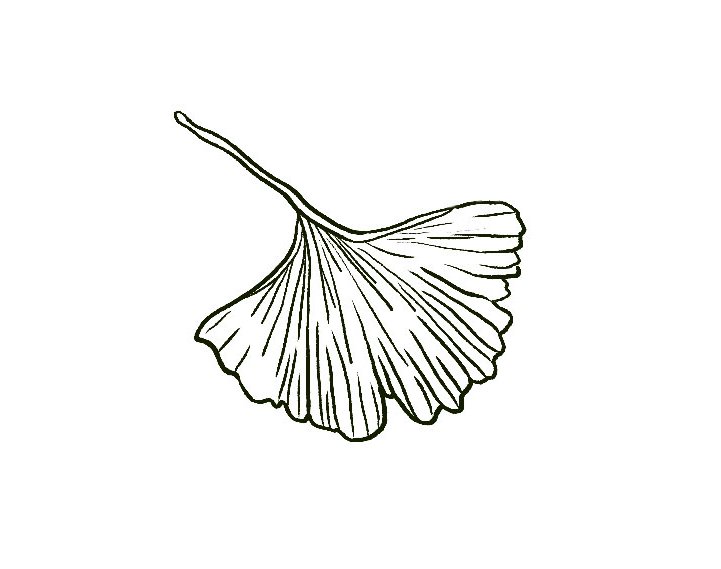 Illustration eines Ginkgo-Blattes.