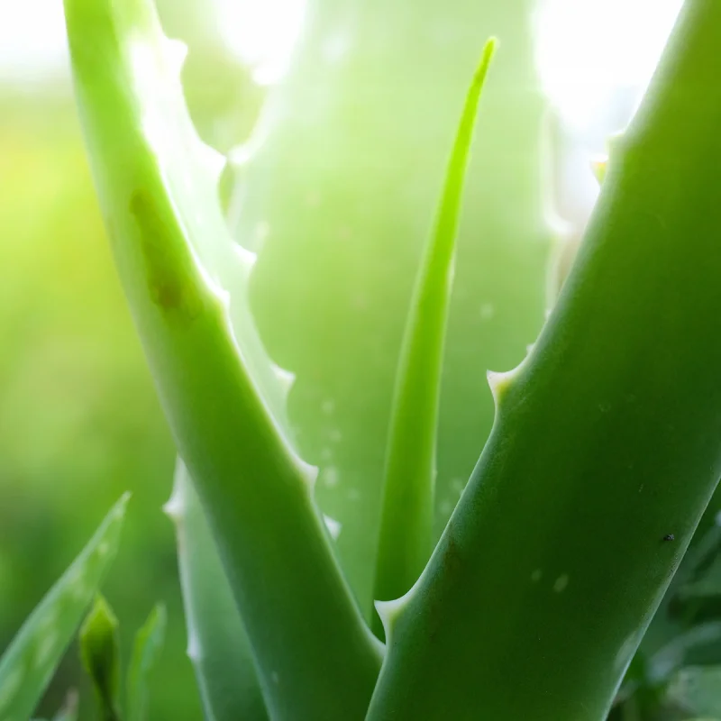 Ausschnitt einer Aloe-Vera-Pflanze