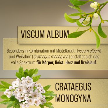 Knoblauch-Mistel-Weißdorn-Kapseln 480 Kapseln