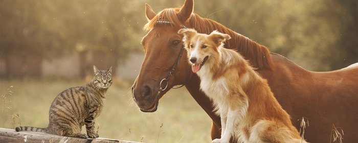 For animals - tierlieb Sanct Bernhard