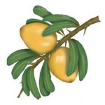 Argan oil περιποίηση δέρματος
