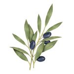 Olive - soin de la peau