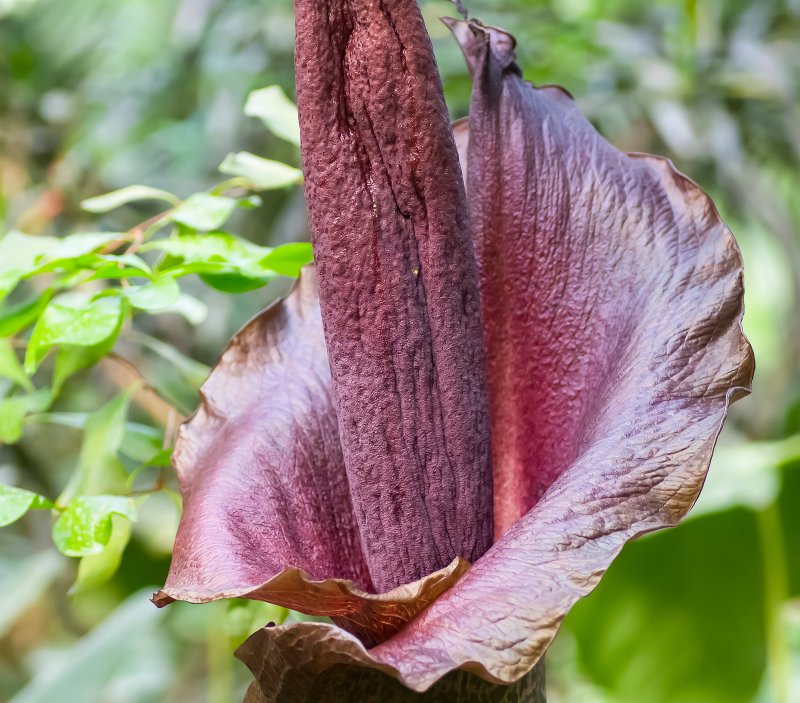 Teufelszunge aus der Familie der Aronstabgewächse