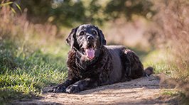 Alter Hund: Ein treuer Begleiter im neuen Lebensabschnitt