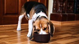 Ernährung für den Hund: Die Basis für ein gesundes Leben