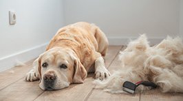 Fellpflege bei langhaarigen Hunden – So bleibt Ihr Liebling gesund und strahlend