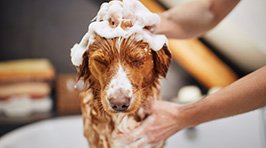 Hund waschen – Alles, was Sie wissen müssen