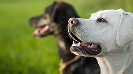 Zahnpflege beim Hund: So geht’s richtig